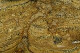 Polished Miocene Stromatolite (Chlorellopsis) - Crimea #362972-1